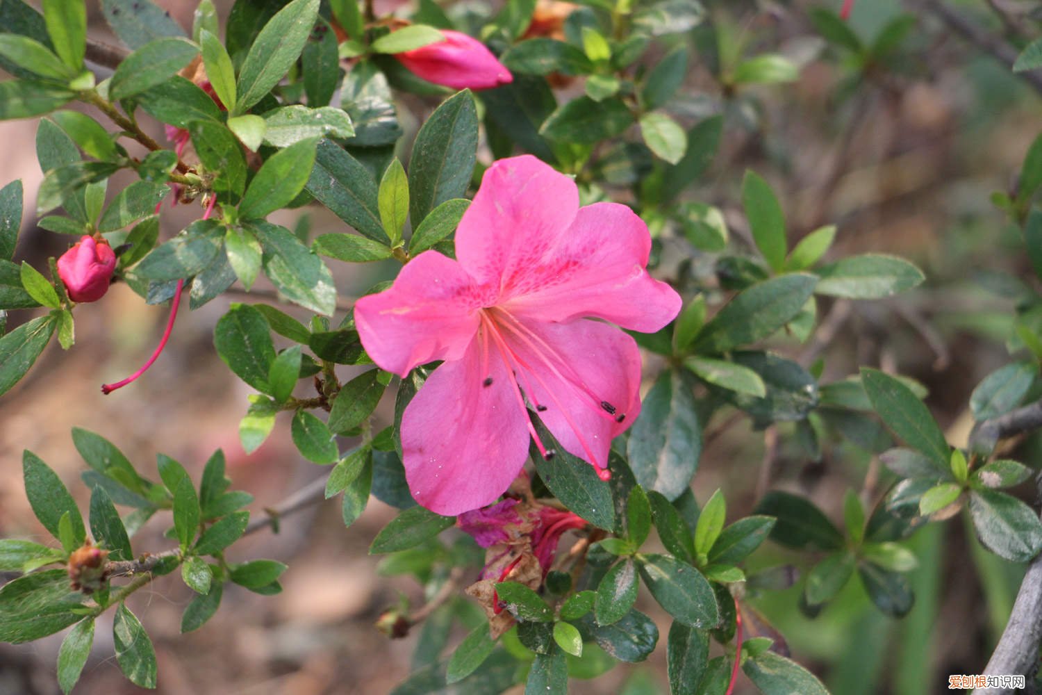 杜鹃过了花期怎么养护 如何延长杜鹃花的花期