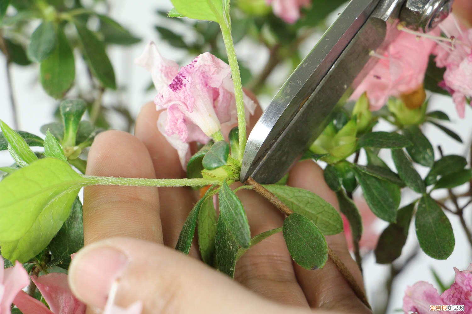 杜鹃花的养法 养好杜鹃花的秘诀