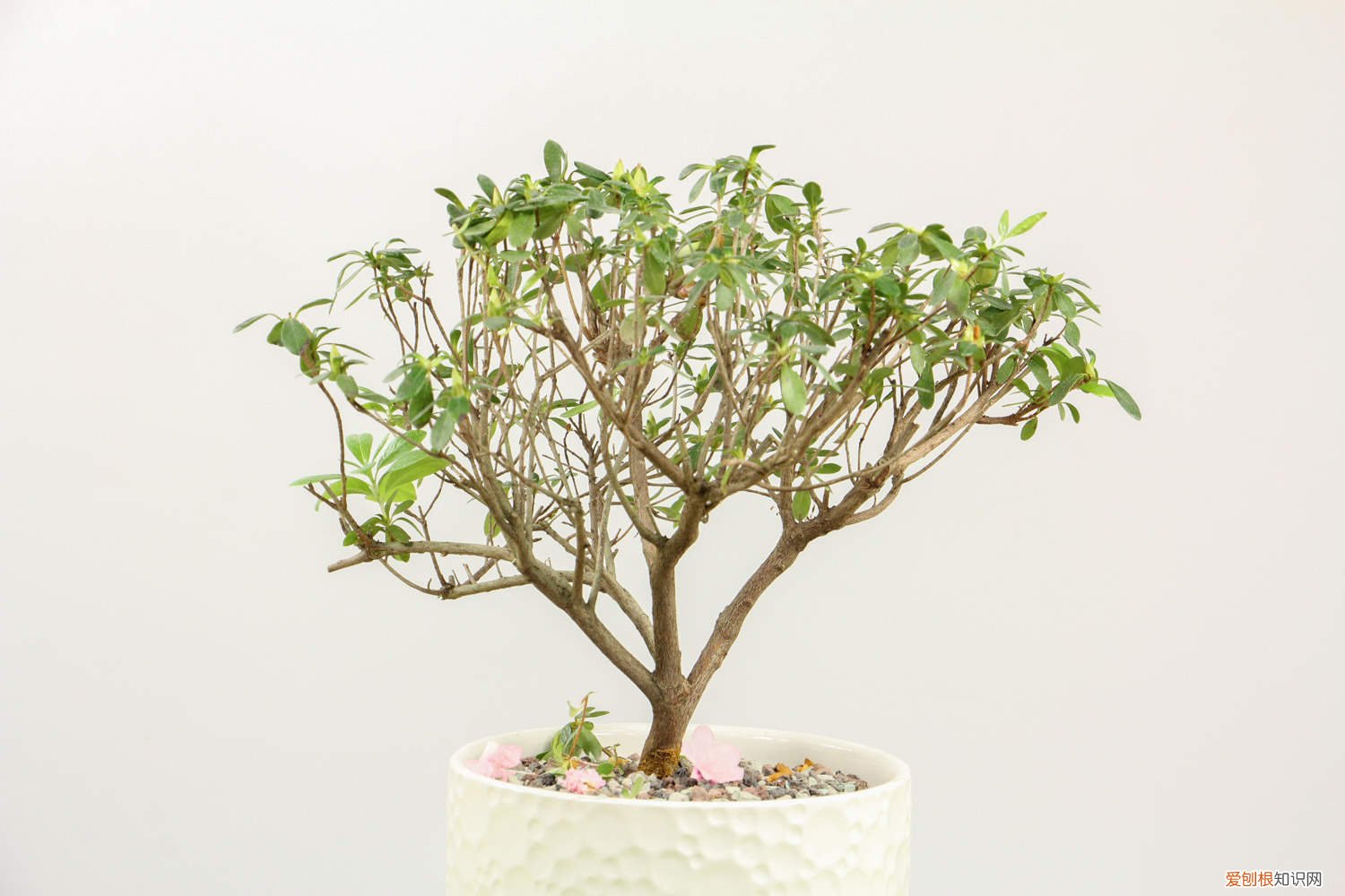 杜鹃花的养法 养好杜鹃花的秘诀