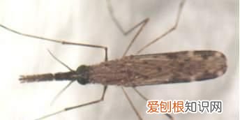 尾巴翘起来的蚊子,带有疟原虫的蚊子会患病吗
