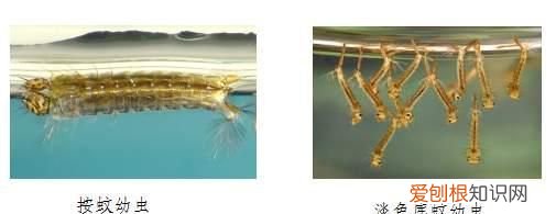 尾巴翘起来的蚊子,带有疟原虫的蚊子会患病吗