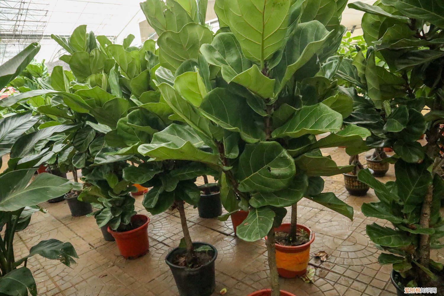 琴叶榕怎样换盆 琴叶榕怎么换盆，换盆后如何服盆