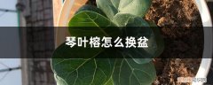 琴叶榕怎样换盆 琴叶榕怎么换盆，换盆后如何服盆