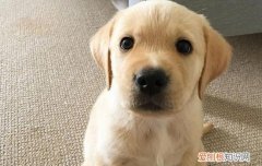拉布拉多流鼻涕怎么办 拉布拉多流鼻涕