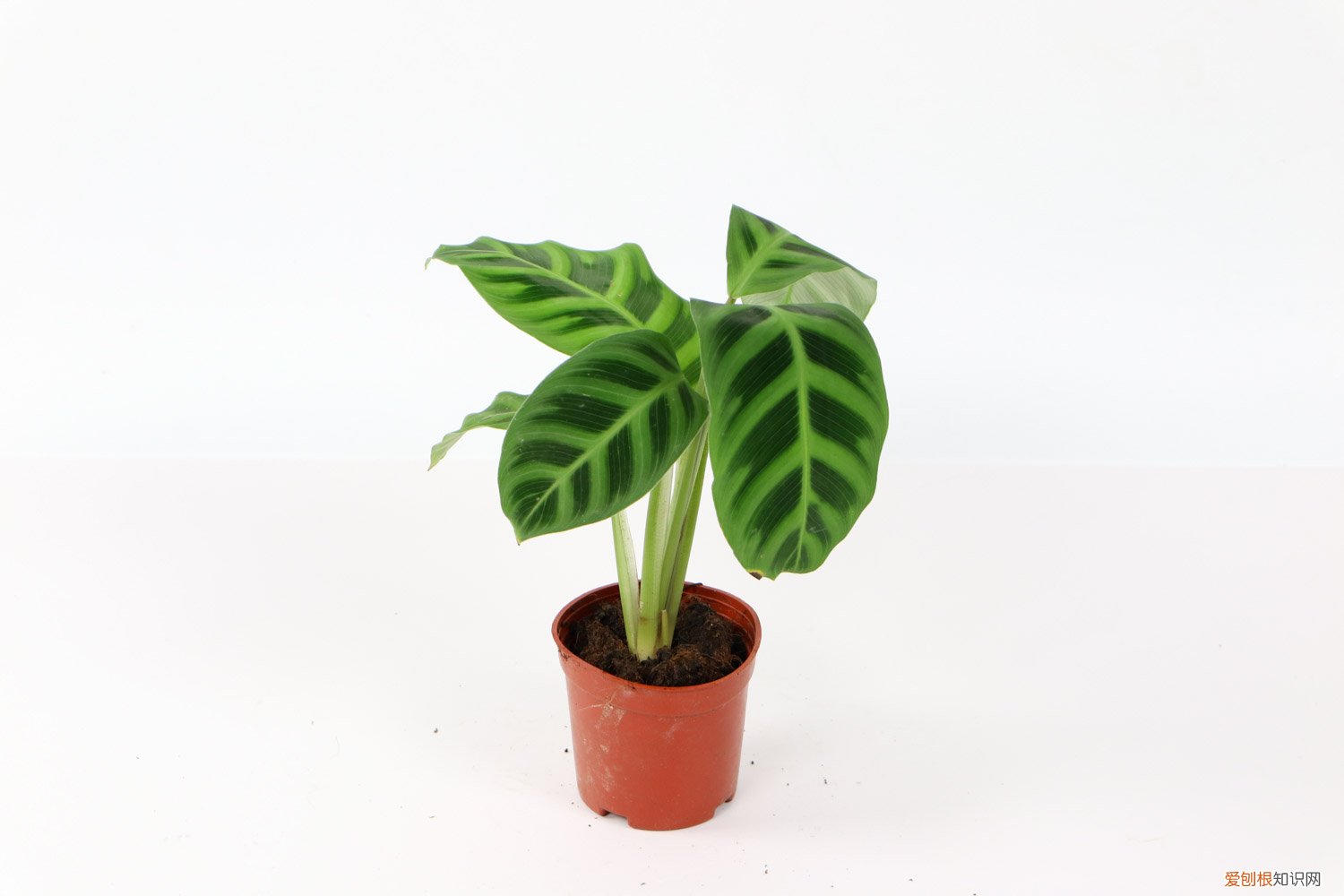 青苹果竹芋叶子黄了怎么办 青苹果竹芋冬天怎么养，叶子枯萎了怎么办