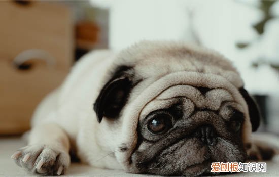 狗狗冬天可以剃毛吗 狗冬天最好不要剃毛