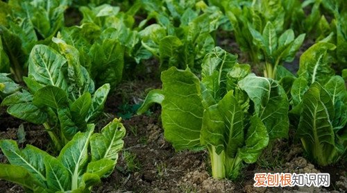 莙达菜有哪些食疗作用莙达菜家常做法分享