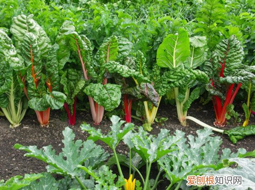 莙达菜有哪些食疗作用莙达菜家常做法分享