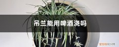 吊兰能用啤酒浇吗视频 吊兰能用啤酒浇吗