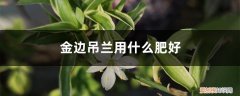 金边吊兰用什么土栽培最好 金边吊兰用什么肥好