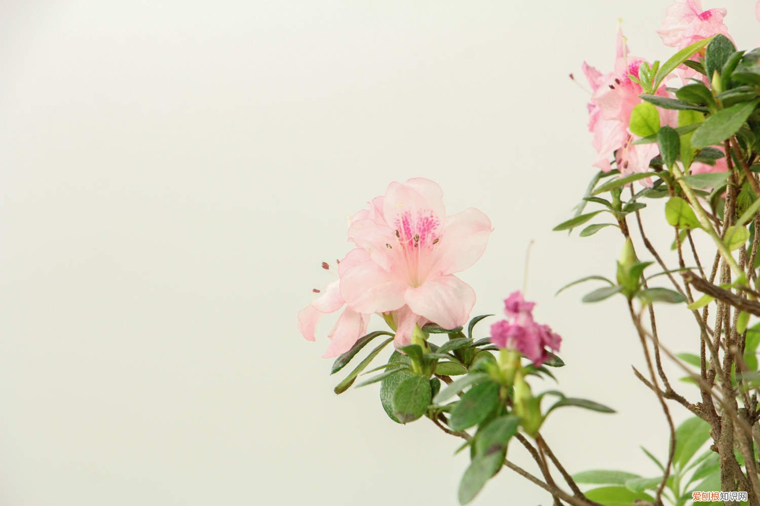 杜鹃花用什么土好养 杜鹃花用什么土好