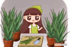 杀菌美容又能吃，这花切1刀变10盆，家里多得放不下！