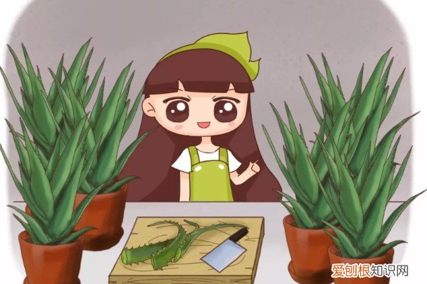 杀菌美容又能吃，这花切1刀变10盆，家里多得放不下！