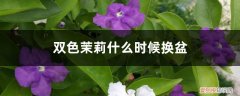 双色茉莉花什么时候换盆 双色茉莉什么时候换盆