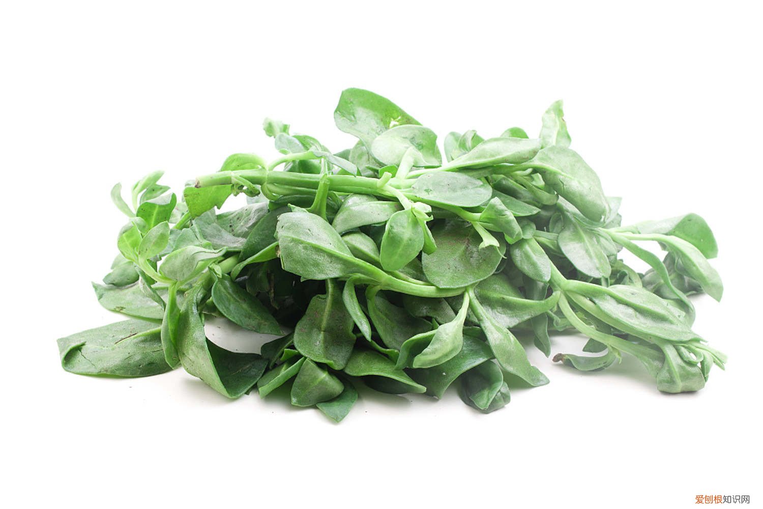 复合肥可以浇牡丹吊兰吗 牡丹吊兰施什么肥