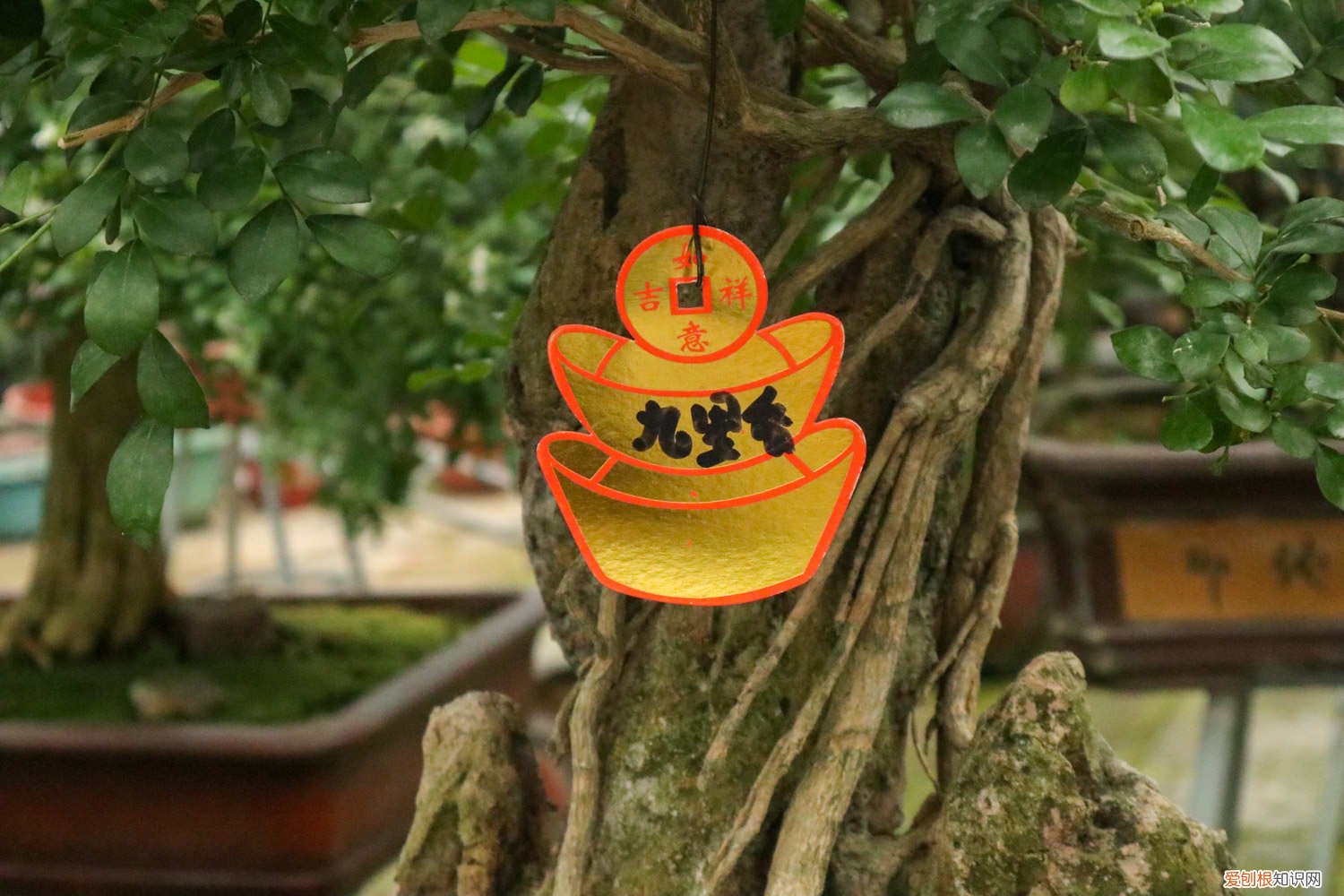 九里香适合什么土壤栽培 九里香适合什么土壤