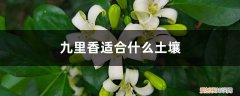 九里香适合什么土壤栽培 九里香适合什么土壤