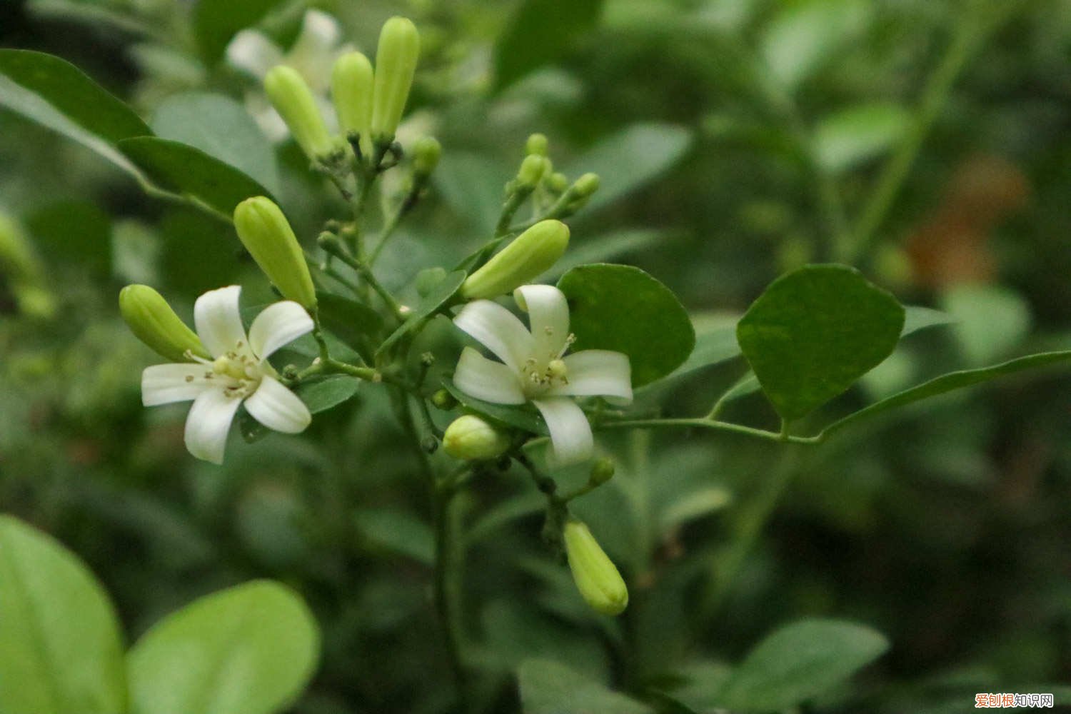 九里香适合什么土壤栽培 九里香适合什么土壤