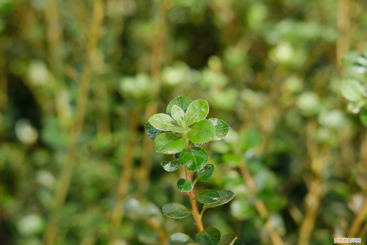 西洋鹃冬季怎么养 西洋杜鹃冬天怎么养