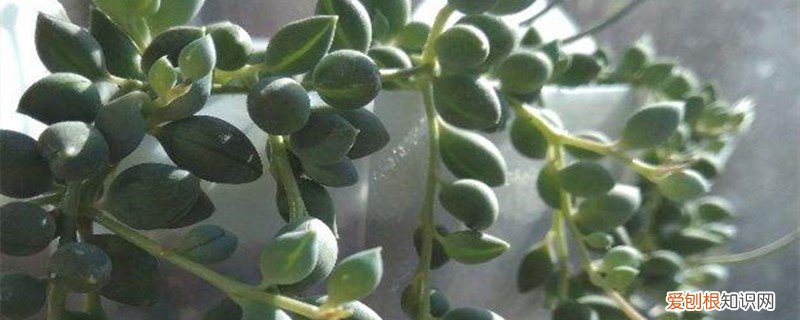 情人泪花的养殖方法 情人泪怎么养才能珠大，怎么养爆盆