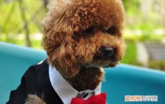 泰迪狗狗咳嗽怎么办 首先要注意保暖