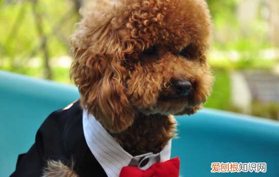 泰迪狗狗咳嗽怎么办 首先要注意保暖