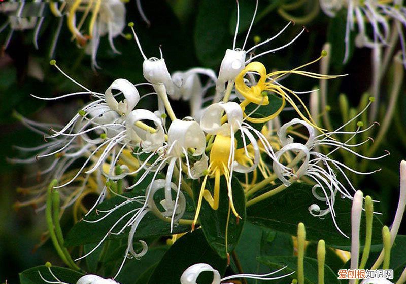 忍冬花的基本信息 不同成色的金银花如何鉴别