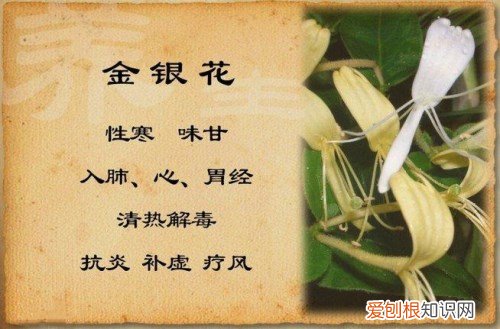 忍冬花的基本信息 不同成色的金银花如何鉴别