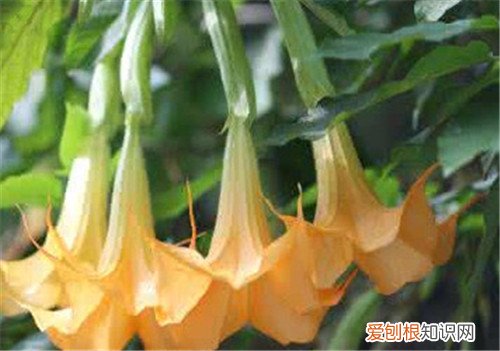 曼佗罗花资料大全 曼佗罗花可以放在室内吗