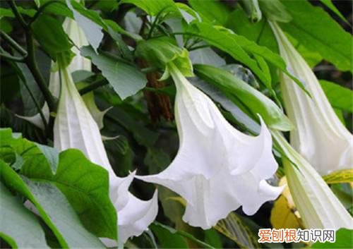 曼佗罗花资料大全 曼佗罗花可以放在室内吗