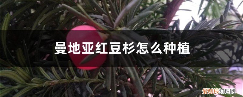 曼地亚红豆杉种植对通风要求 曼地亚红豆杉怎么种植