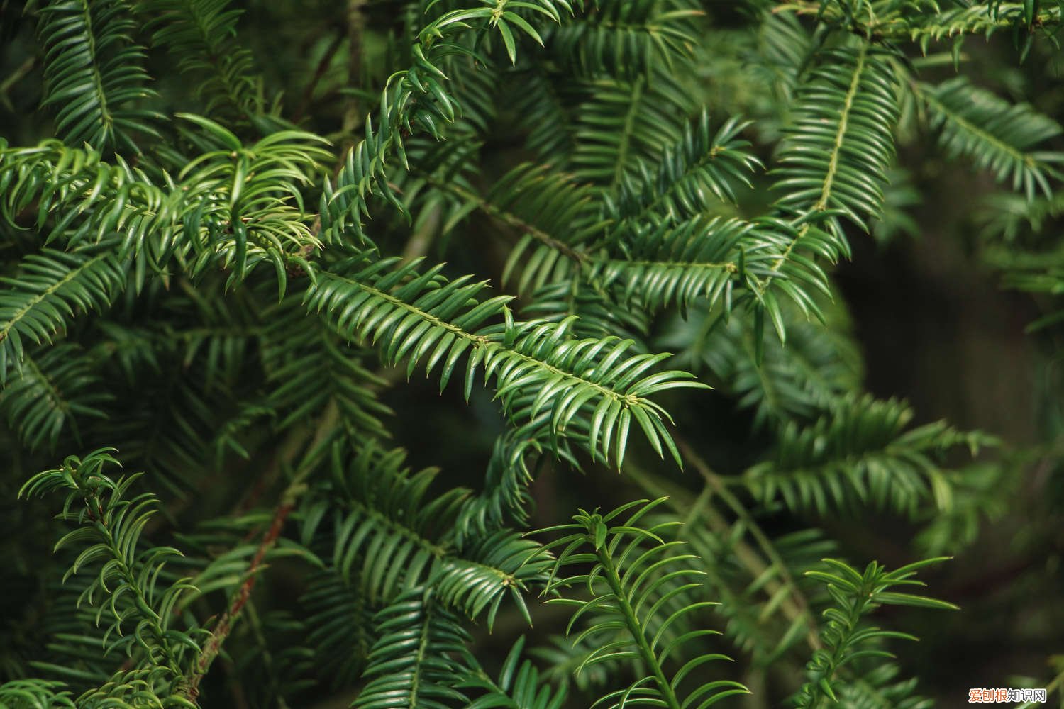 红豆杉用什么肥料好养 红豆杉用什么肥料好