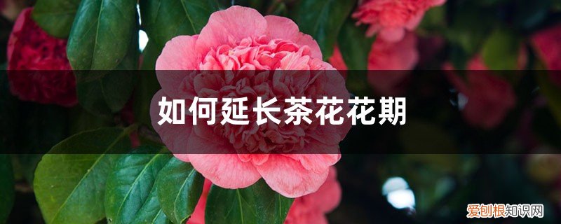 茶花花期过后怎么管理 如何延长茶花花期