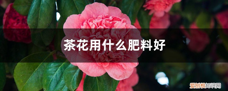 茶花用什么肥料好 专用肥 茶花用什么肥料好