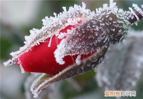 冬天的花有哪些是红色的 冬季养花要注意哪些问题