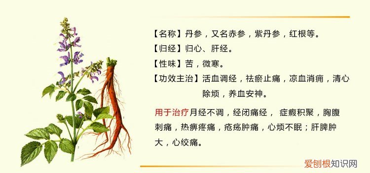 红丹参要怎么吃 红丹参有哪些功效与作用