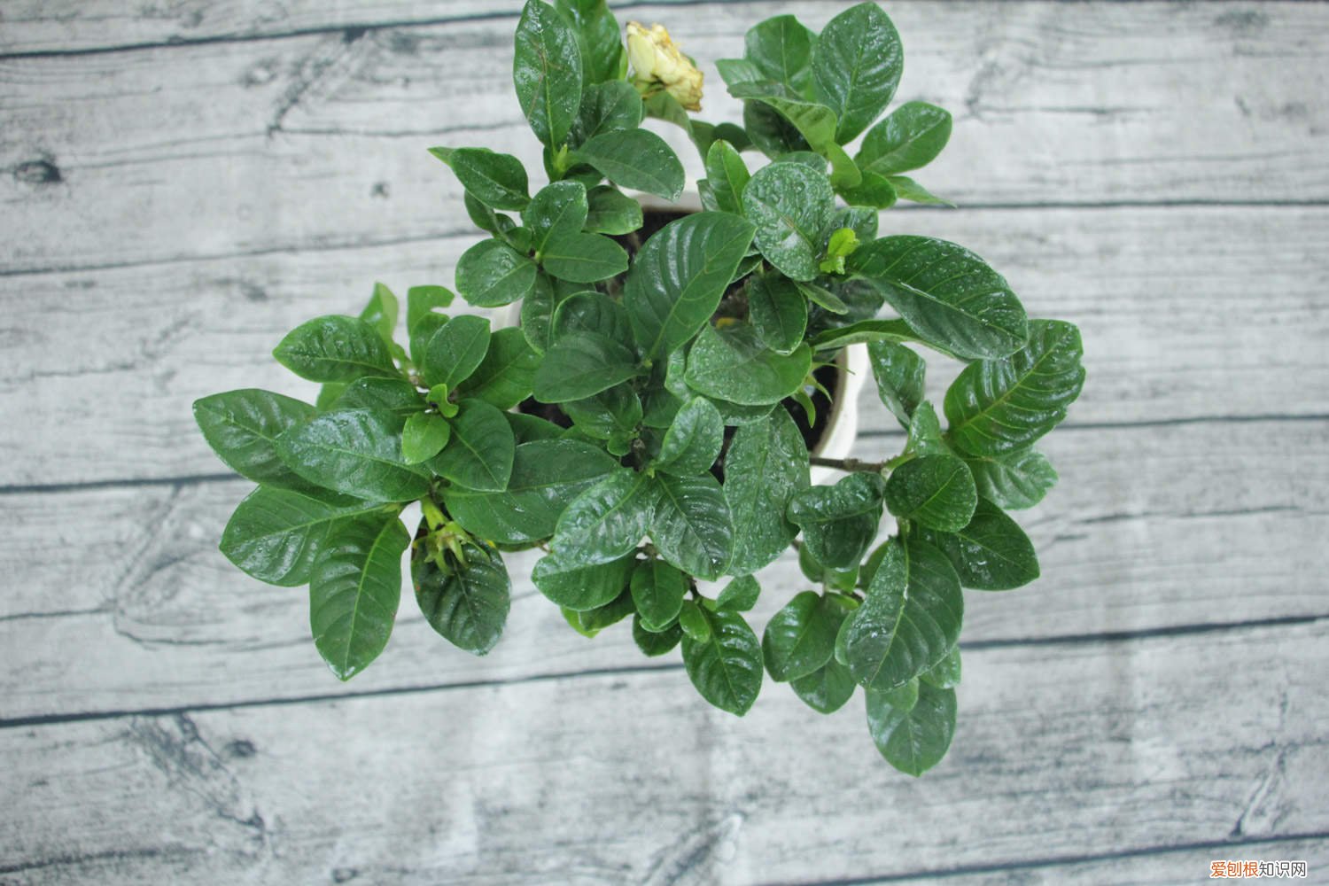 栀子花怎么爆盆什么时候修剪栀子花合适 栀子花怎么爆盆