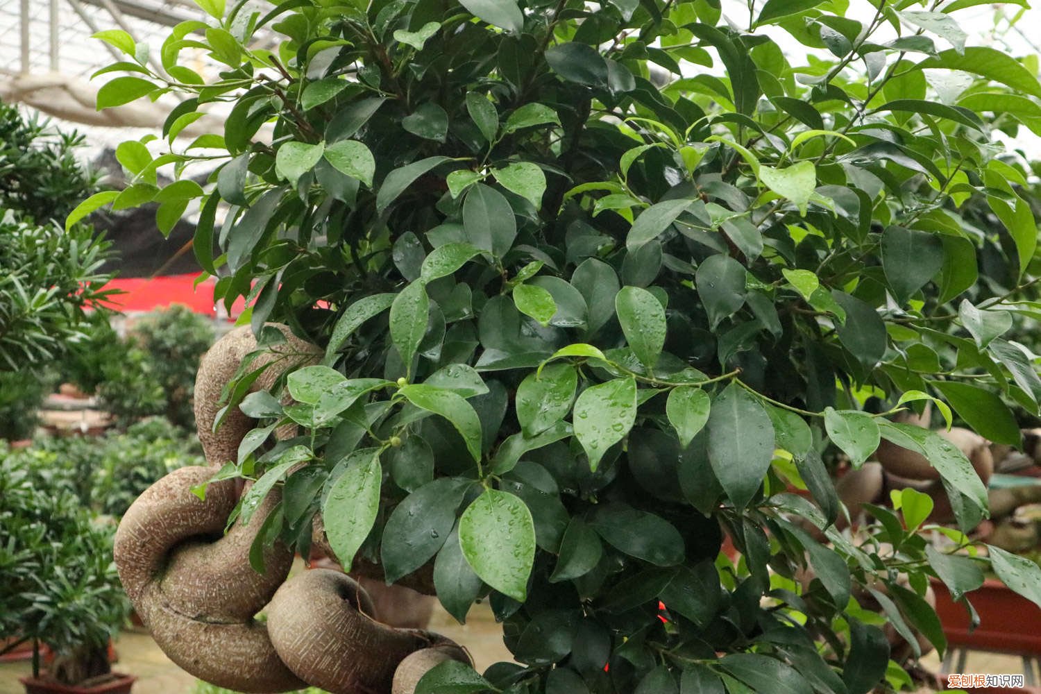 人参榕怎样养根 人参榕怎么养才能茂盛，如何养根