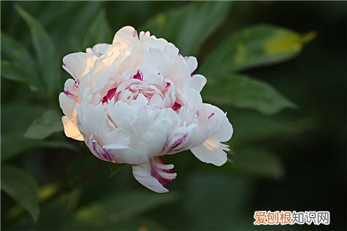 芍药花的功效是什么 芍药的别称你都了解吗