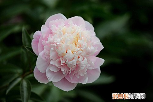 芍药花的功效是什么 芍药的别称你都了解吗