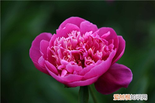 芍药花的功效是什么 芍药的别称你都了解吗