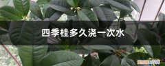 四季桂浇什么水 四季桂多久浇一次水