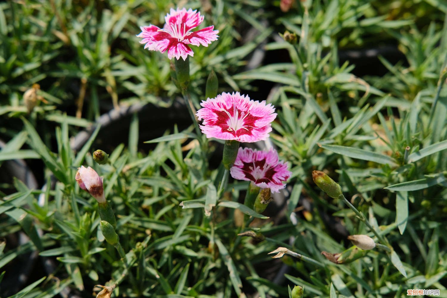 石竹移盆需要注意事项 石竹怎么换盆