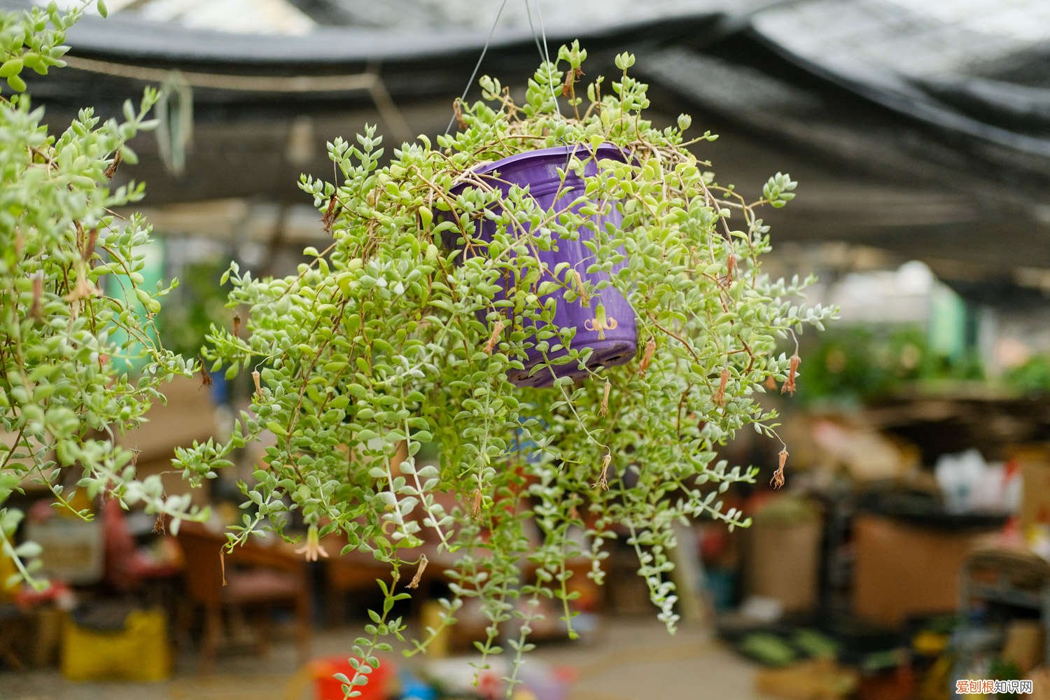 掐掉的多肉花剑,千万别扔,插土里100%活!