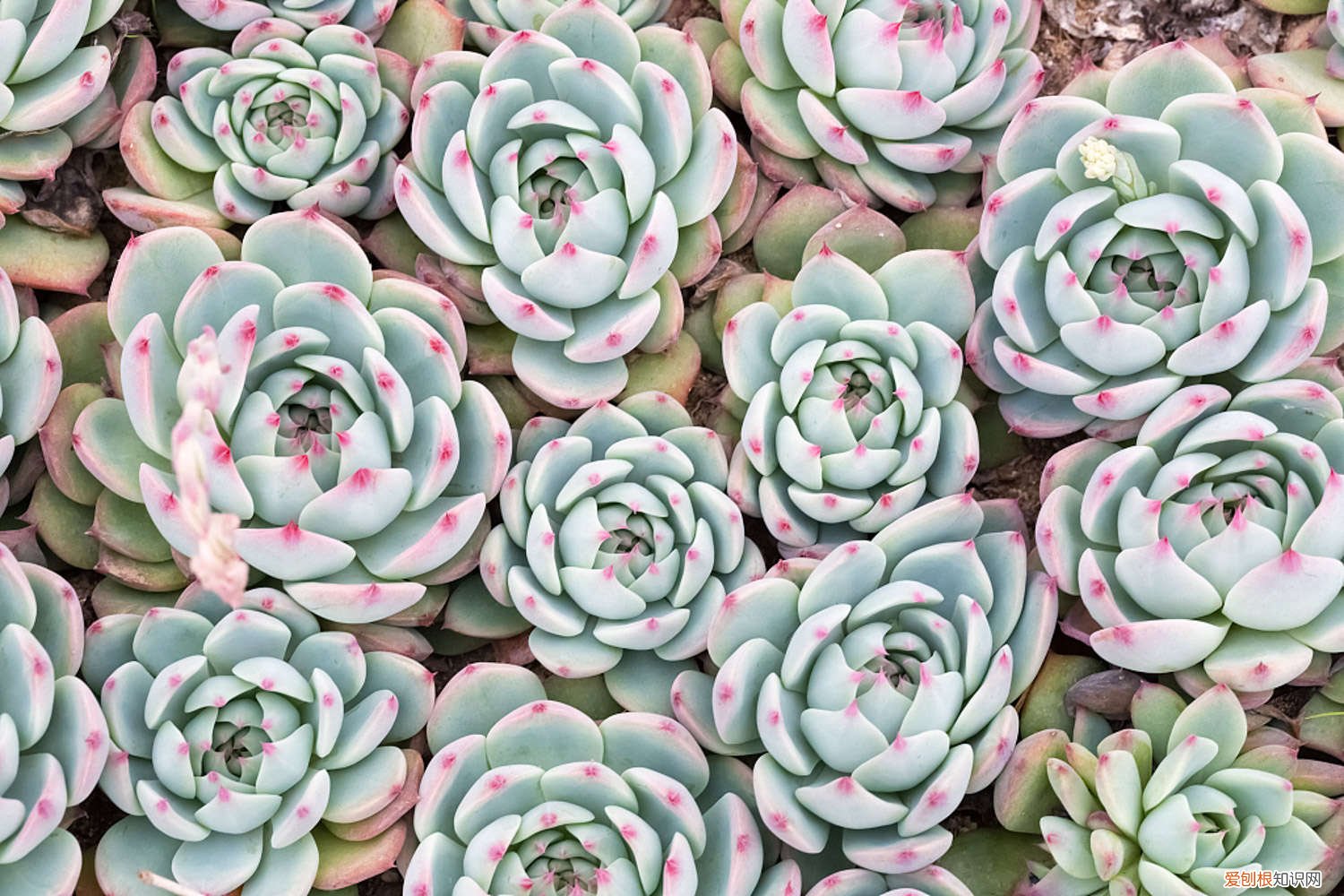 掐掉的多肉花剑,千万别扔,插土里100%活!