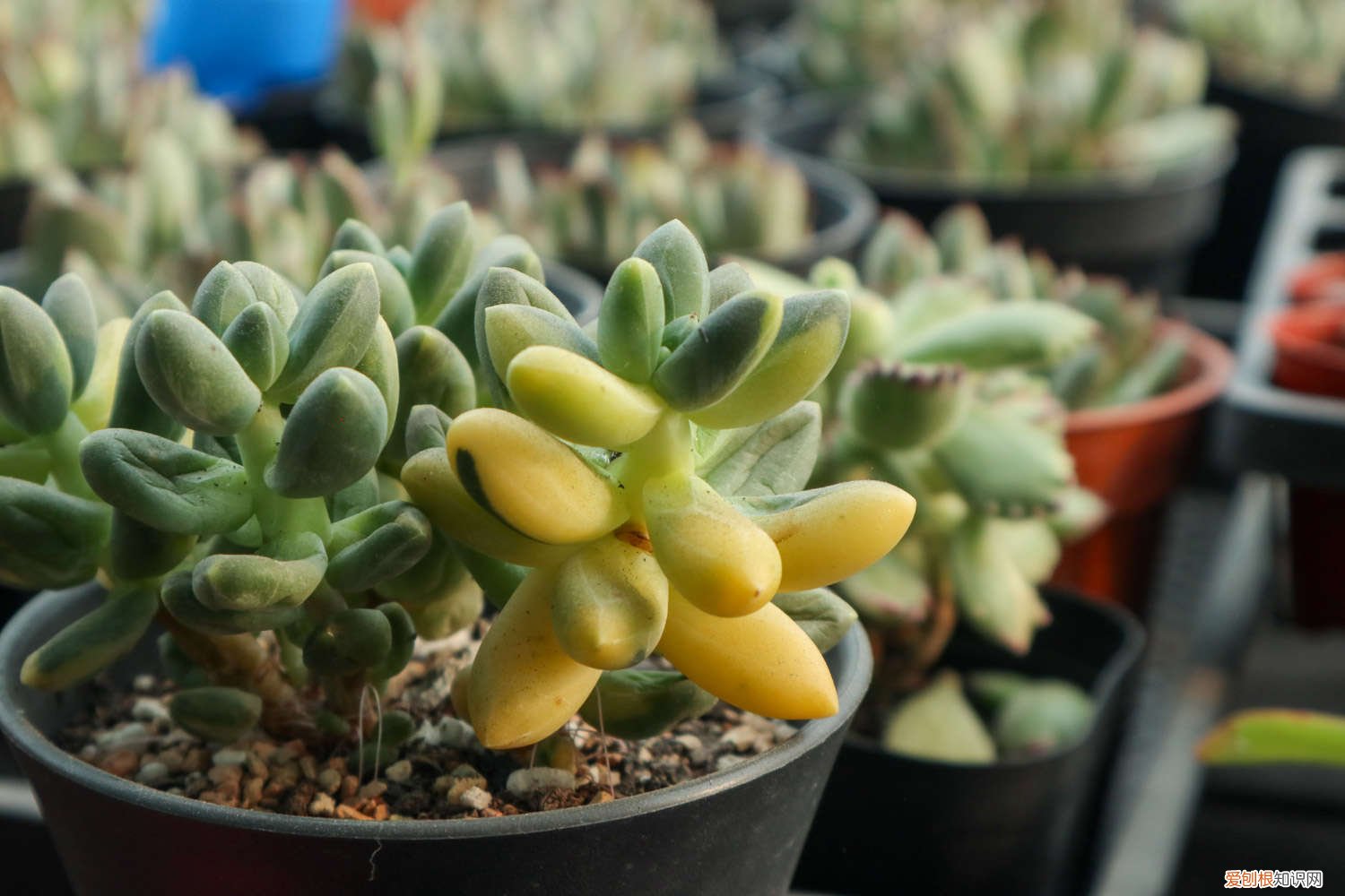 掐掉的多肉花剑,千万别扔,插土里100%活!