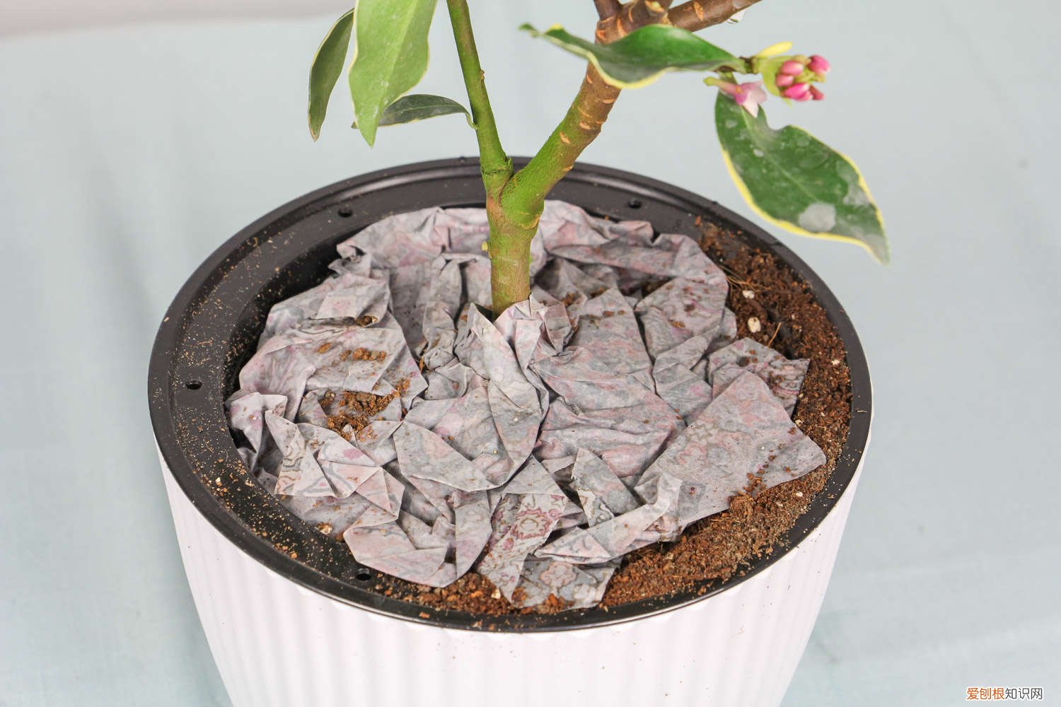 瑞香耐低温吗 瑞香怎么过冬，耐寒最低温度是多少