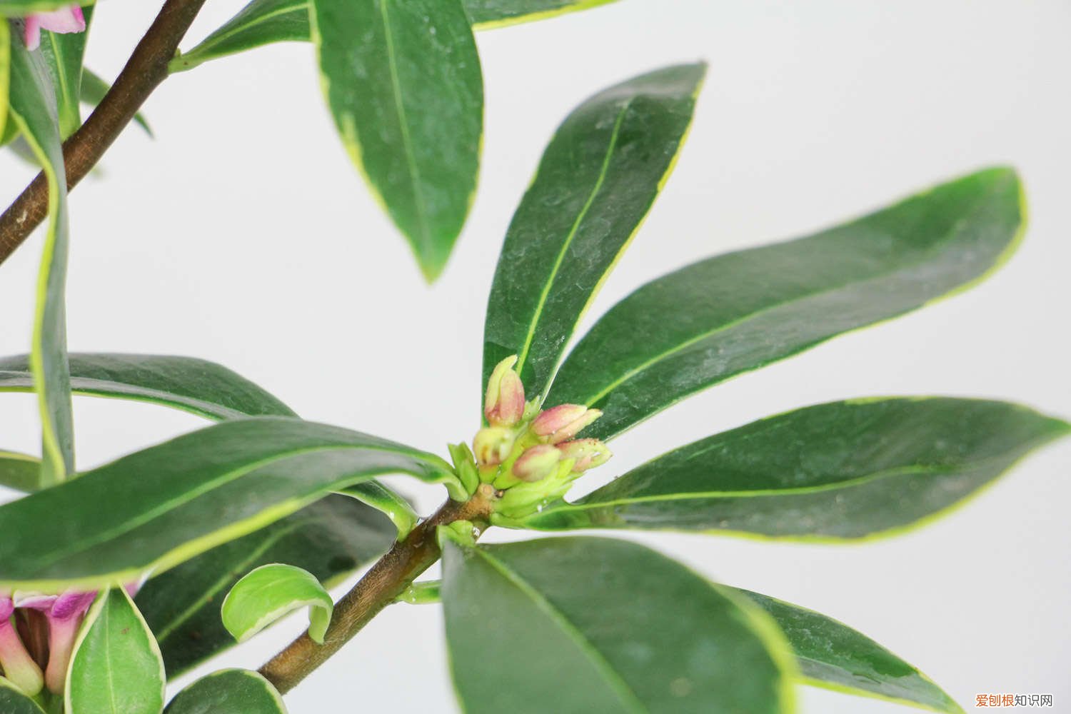 瑞香怎么修剪,什么时候修剪最好呢 瑞香怎么修剪，什么时候修剪最好