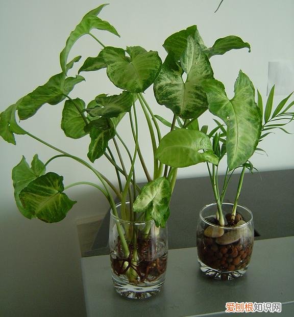 白蝴蝶有毒吗 白蝴蝶该如何养护