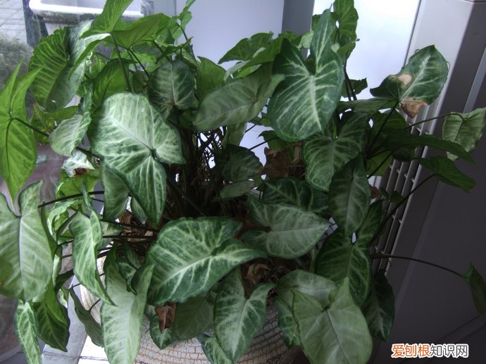 白蝴蝶有毒吗 白蝴蝶该如何养护